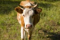 Portrait. The head of a cow.