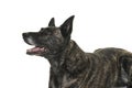 Portrait of the head of a Dutch Shepherd dog, brindle coloring, isolated on white background