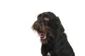 Portrait of the head of female Cesky Fousek dog gasping looking away seen from the front isolated on a white background