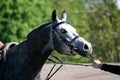 Arabian horse portrait finish of endurance compitition Royalty Free Stock Photo