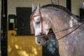 Portrait of the head of a hispano arabian horse in Doma Vaquera Royalty Free Stock Photo