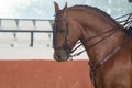 Portrait of the head of a hispano arabian horse in Doma Vaquera Royalty Free Stock Photo