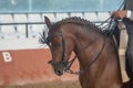 Portrait of the head of a hispano arabian horse in Doma Vaquera Royalty Free Stock Photo