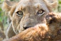 Portrait of the head of a Kruger Park lioness eating at a kill