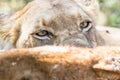 Portrait of the head of a Kruger Park lioness eating at a kill