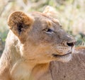 Portrait of the head of a Kruger Park lioness