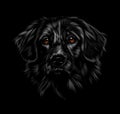 Portrait of the head of a Labrador retriever on a black background Royalty Free Stock Photo