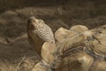 Portrait of Head of Large Male Sulcata Tortoise Royalty Free Stock Photo