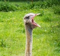 Portrait of the head and long neck of an ostrich with an open beak against the background of green grass. Close-up Royalty Free Stock Photo