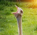 Portrait of the head and long neck of an ostrich with an open beak against the background of green grass. Close-up