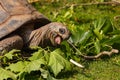 Portrait of head and mouth of turtle chewing leaves Royalty Free Stock Photo