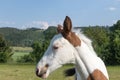 Portrait of the head of the newborn white brown spots foal Royalty Free Stock Photo