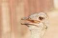 Portrait, the head of an ostrich with an open beak on a sunny summer day Royalty Free Stock Photo