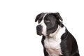 Portrait of the head of a purebred American Bully or Bulldog female with black and white fur isolated on a white background