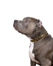 Portrait of the head of a purebred American Bully or Bulldog female with cropped ears isolated on a white background