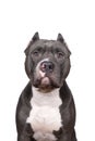 Portrait of the head of a purebred American Bully or Bulldog male with cropped ears isolated on a white background