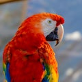 Portrait of the head of scarlet macaw Parrot Royalty Free Stock Photo