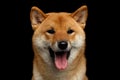 Portrait of head Shiba inu Dog, Isolated Black Background Royalty Free Stock Photo