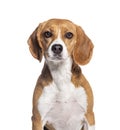 Portrait head shot of a beagle looking at camera, isolated on white