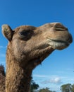 Portrait head shot of a camel with a blue sky background Royalty Free Stock Photo