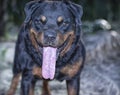 Close up headshot of dog Royalty Free Stock Photo