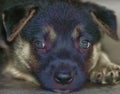 Close up headshot of dog Royalty Free Stock Photo