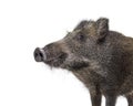 Portrait, head shot of a Wild boar, isolated