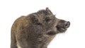 Portrait, head shot of a Wild boar, isolated