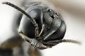 Portrait of a head of a small black insect