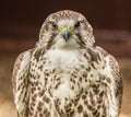 Portrait and head on view of bird of captive bird of prey