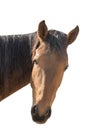 portrait of the head of a wild horse isolated on white background Royalty Free Stock Photo