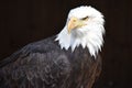 Wonderful majestic portrait of an american bald eagle with a black background Royalty Free Stock Photo