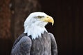 Wonderful majestic portrait of an american bald eagle with a black background Royalty Free Stock Photo