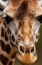 Portrait of Heads of giraffe Royalty Free Stock Photo