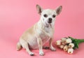 Healthy brown short hair chihuahua dog, sitting on pink background with tulip flowers, looking at camera, isolated