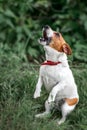Portrait of heatedly barking small white and red dog jack russel terrier standing on its hind paws and looking up outside on green