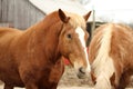Portrait of a Heavy Draft Horse Royalty Free Stock Photo