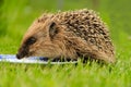 Portrait of Hedgehog in forest Royalty Free Stock Photo