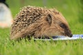 Portrait of Hedgehog in forest Royalty Free Stock Photo