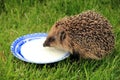 Portrait of Hedgehog in forest Royalty Free Stock Photo