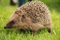 Portrait of Hedgehog in forest Royalty Free Stock Photo