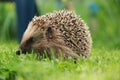 Portrait of Hedgehog in forest Royalty Free Stock Photo