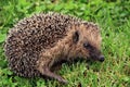 Portrait of Hedgehog in forest Royalty Free Stock Photo