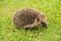 Portrait of Hedgehog in forest Royalty Free Stock Photo