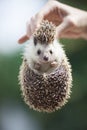 Portrait of hedgehog hanging on a hand