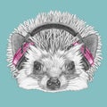 Portrait of Hedgehog with headphones. Royalty Free Stock Photo