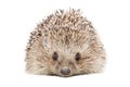 Portrait of a hedgehog Royalty Free Stock Photo