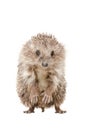 Portrait of a hedgehog standing on his hind legs Royalty Free Stock Photo