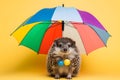 Portrait of a hedgehog wearing a raincoat and an umbrella in studio, colorful background. Autumn concept. Generative AI