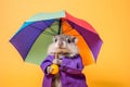 Portrait of a hedgehog wearing a raincoat and an umbrella in studio, colorful background. Autumn concept. Generative AI